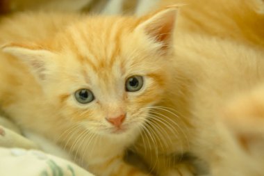 Farsça yavru kedi Brown, Tayland.