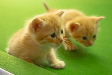 Farsça yavru kedi Brown, Tayland.