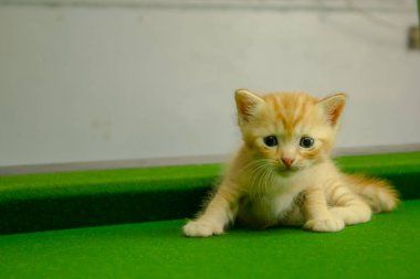 Farsça yavru kedi Brown, Tayland.