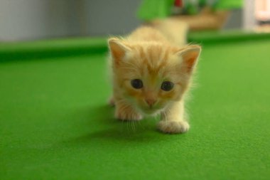 Farsça yavru kedi Brown, Tayland.