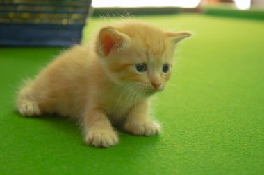 Farsça yavru kedi Brown, Tayland.