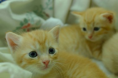 Farsça yavru kedi Brown, Tayland.
