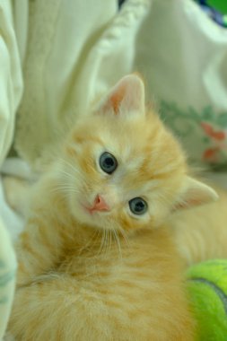 Farsça yavru kedi Brown, Tayland.