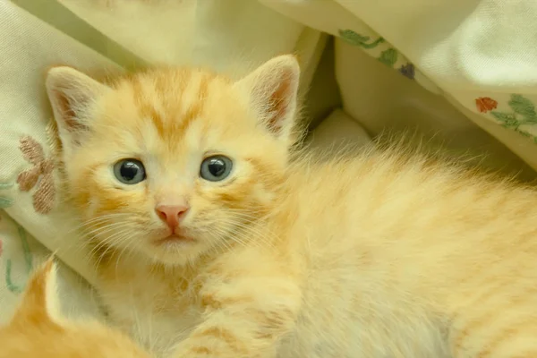 Farsça Yavru Kedi Brown Tayland — Stok fotoğraf