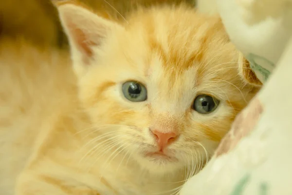 Gatitos Persas Brown Tailandia — Foto de Stock