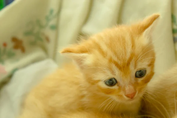 Persische Kätzchen Braun Thailand — Stockfoto