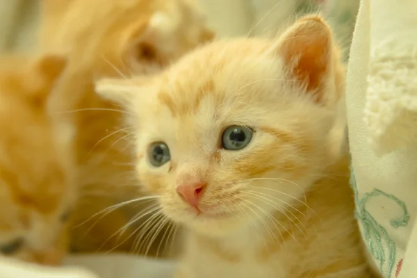 波斯小猫棕色 — 图库照片