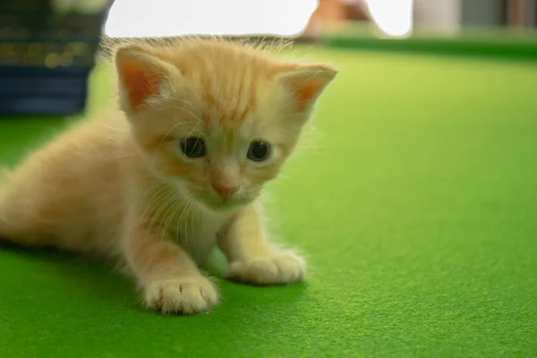 Farsça Yavru Kedi Brown Tayland — Stok fotoğraf