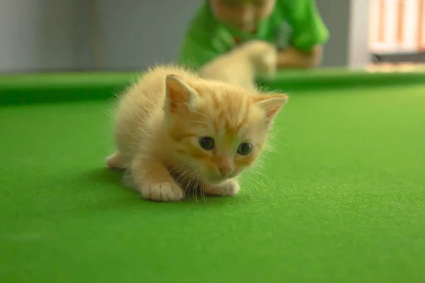 Perzisch Kittens Brown Thailand — Stockfoto