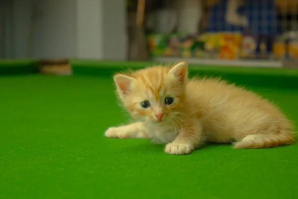 Gatitos Persas Brown Tailandia —  Fotos de Stock