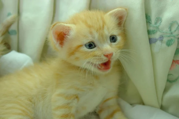 Persian Kittens Brown Thailand — Stock Photo, Image