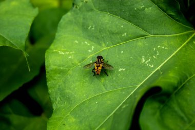 Yapraklarda sarı sinekler.