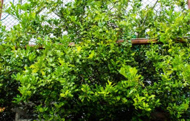 Çelik örgü çit ve ağaçlar.