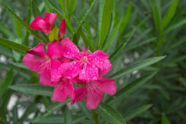 Yağmur sonra pembe çiçek su damlacıkları.