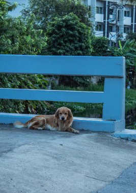 Köpek sahibi için bekliyordu.