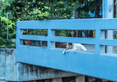 Köpek sahibi için bekliyordu.