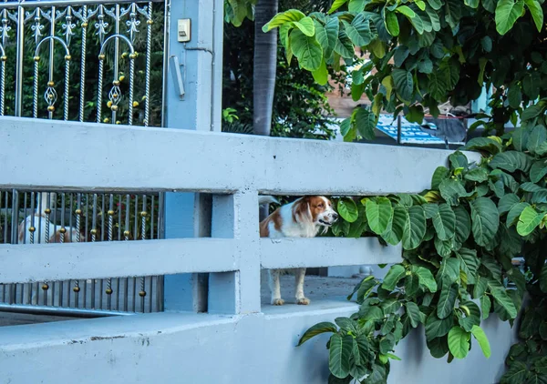 Der Hund Wartete Auf Den Besitzer — Stockfoto