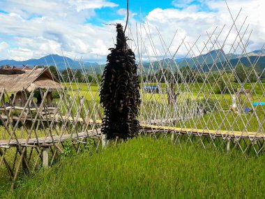 Pirinç paddies coffee shop üzerinde tahta bir yer nerede turist Pua bölge, Nan Eyaleti
