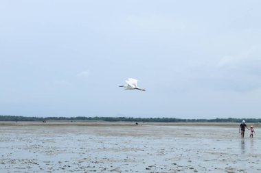 Doğal orman ve gökyüzüne Don Hoi yerinde Samut songkham, Tayland.