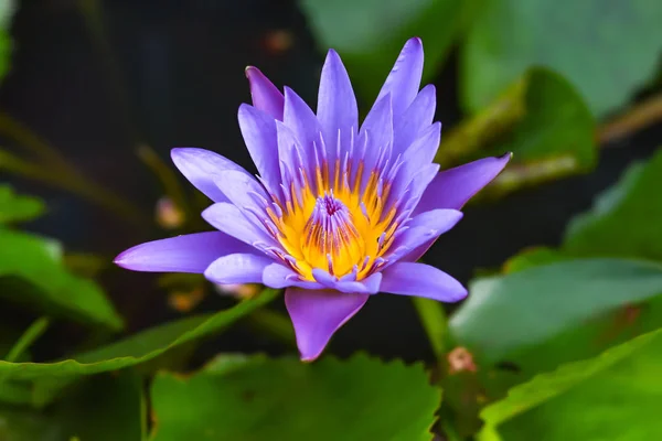 Purple Lotus Flower In the Lotus pond at the Samut songkhram , Thailand.