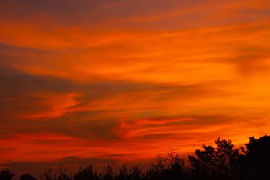 Ağaçların arkasında gün batımının güzel ışığı.