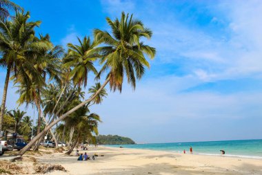 Hindistan cevizi avuç içi yaz için sahilde.