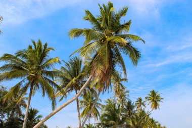 Hindistan cevizi ağaçları yaz aylarında