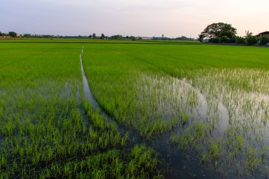 Yeşil pirinç fidan paddy alanlardaki.