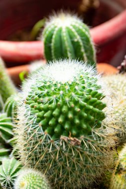 Küçük kaktüs güzel bahçe Tayland at.