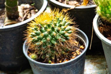 Küçük kaktüs güzel bahçe Tayland at.