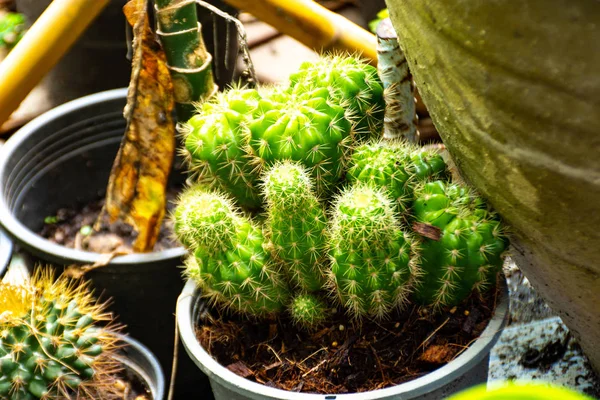 Kaktus Kecil Yang Cantik Taman Thailand — Stok Foto