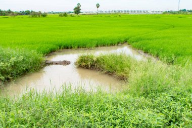 Ne zaman yağmurlar bir güzel yemyeşil yeşil pirinç tarlaları gelecek sezon.