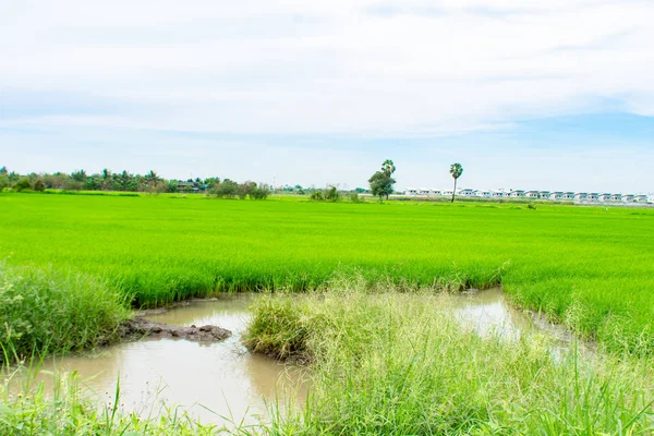 Season Rains Come Beautiful Lush Green Rice Fields — Stock Photo, Image