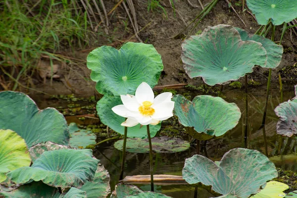 The beauty of the white Lotus Bloom in ponds