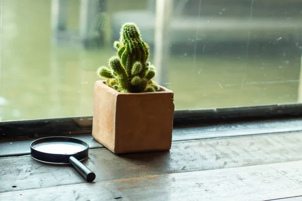 Small Cactus Beautiful Garden Thailand — Stock Photo, Image