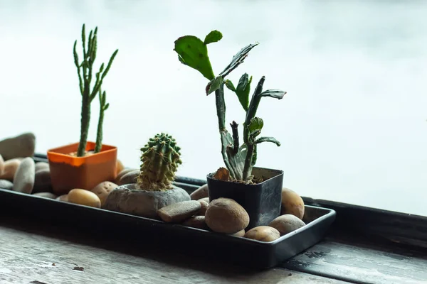 Small Cactus Beautiful Garden Thailand — Stock Photo, Image