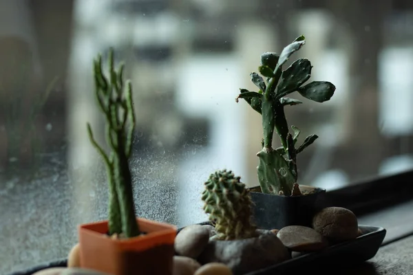 Small Cactus Beautiful Garden Thailand — Stock Photo, Image