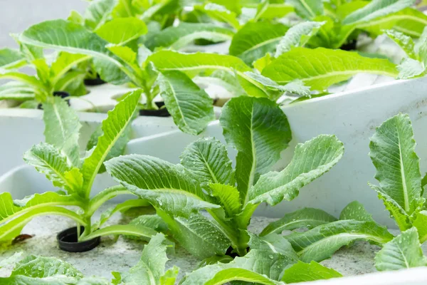Zöld Saláta Zöldséget Termesztenek Hab — Stock Fotó