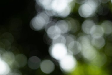 Işığın görüntü bulanıklığı ve yaprakların arasından parlayan güneş.