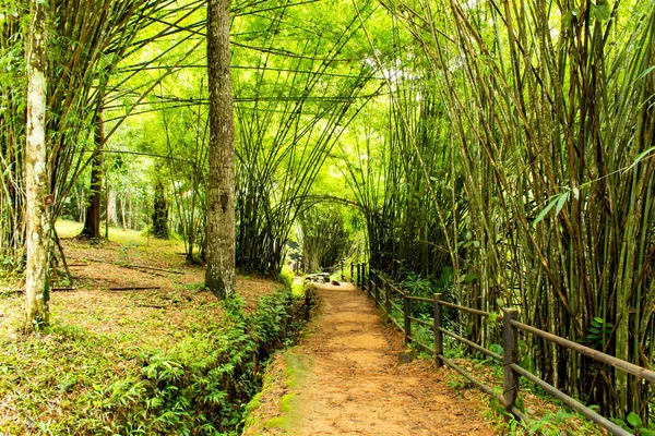 Si Dit şelale, Tayland: Phetchabun tarafında bambu doğa.