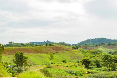Dağ sebze yama güzelliği.