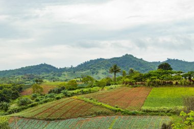 Dağ sebze yama güzelliği.