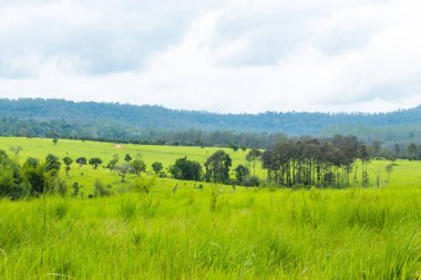 Çayır ve Mulk Salaeng Luang, Tayland: Phetchabun, ağaçlar.