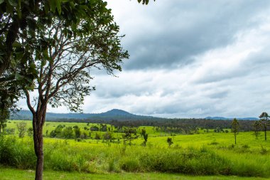 Çayır ve Mulk Salaeng Luang, Tayland: Phetchabun, ağaçlar.