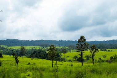 Çayır ve Mulk Salaeng Luang, Tayland: Phetchabun, ağaçlar.