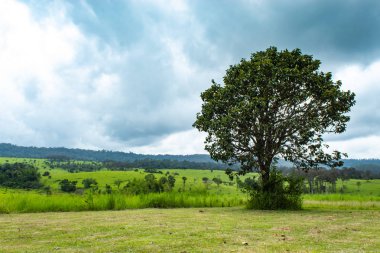 Çayır ve Mulk Salaeng Luang, Tayland: Phetchabun, ağaçlar.