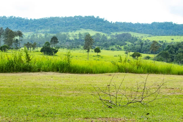 トゥン サレーン ルアン タイのペッチャブンで木と芝生の草原の小枝 — ストック写真