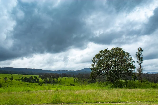 Луг Деревья Thung Salaeng Luang Phetchabun Таиланде — стоковое фото