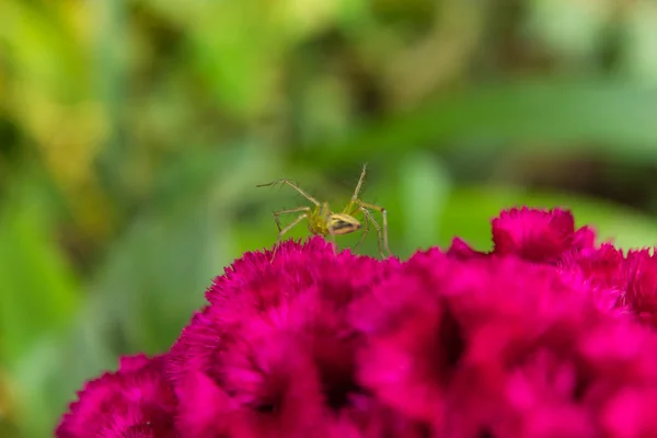 Pók Kertben Celosia Argentea — Stock Fotó