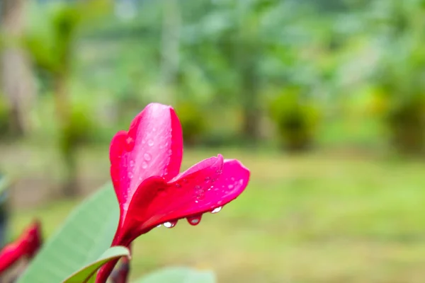 Gotas Agua Sobre Flores Rosadas Plumeria Obtusa Jardín —  Fotos de Stock